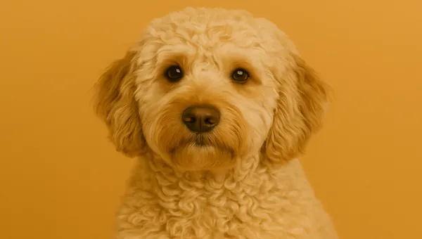 Labradoodle köpek ırkı