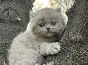 2 AYLIK LİLAC DİŞİ BRİTİSH SHORTHAİR YAVRU KEDİ