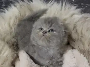SCOTTİSH FOLD GRİ ERKEK YAVRU KEDİ