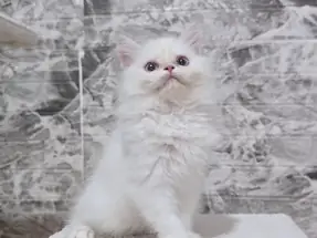 Orjinal Safkan British Longhair Dişi yavru