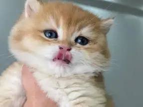 Safkan golden british Shorthair