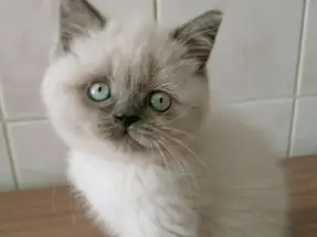 Safkan blue point yavrular