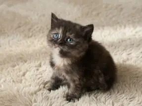 British Shorthair Tortie Dişi Yavru Şans kedisi