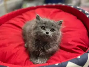 BRİTİSH LONGHAİR DİŞİ YAVRU KEDİMİZ