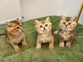 British Shorthair black golden yavrular