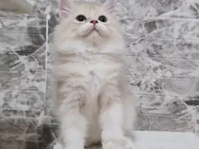 Orjinal Safkan British Longhair Erkek yavru