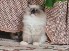 2 AYLIK DİŞİ VE ERKEK RAGDOLL YAVRULAR