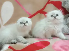 SCOTTİSH FOLD YAVRULAR