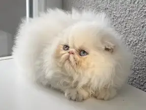 SAFKAN İRAN PERSIAN 2 AYLIK DİŞİ YAVRUMUZ