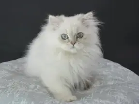 British Longhair dişi yavru Ücretsiz sahiplendirme