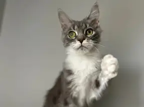 Minik Dev - Maine Coon dişi yavrumuz