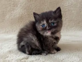 British Shorthair Tortieshell Dişi Yavrumuz