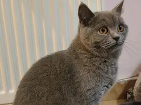 British Shorthair Blue ve Blue Point Dişi Yavru Kediler