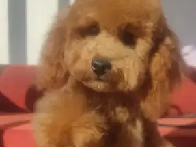 TOY POODLE DİŞİ