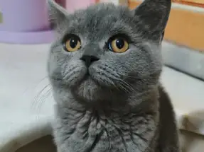 British Shorthair dişi ve erkek yavrular