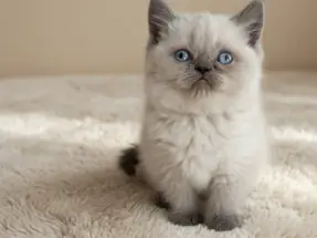 Harika British Shorthair Blue Point Dişi yavrumuz