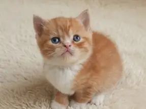 Turuncu Beyaz Red Bicolor British Shorthair erkek yavrumuz