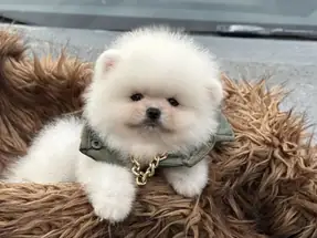Pomeranian boo ayı surat yavrular