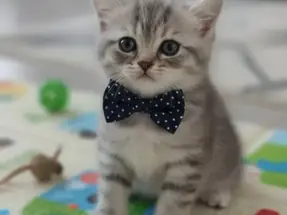 British shorthair erkek yavrumuz