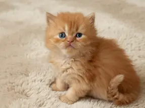 Organik Portakal British Longhair Erkek Yavrumuz