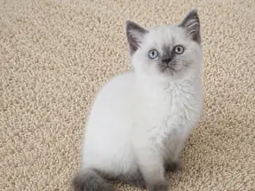 Muhteşem British Shorthair Blue Point Dişi yavrumuz