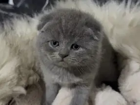 SCOTTİSH FOLD GRİ DİŞİ YAVRU KEDİ