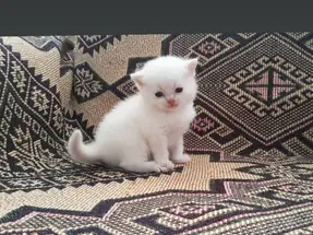 British Longhair