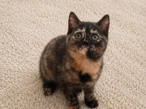 Para ve Şans Kedisi British Shorthair Tortieshell Dişi
