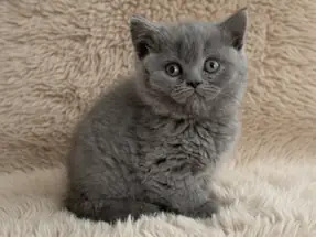 Muhteşem klasik Blue British Shorthair dişi yavrumuz