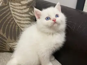 British Shorthair 2 aylık Erkek Güvenli sahiplendirme