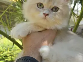 British Longhair Lilac Golden Erkek