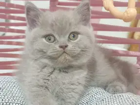 Bicolour genli safkan lilac dişi yavrumuz